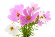 5267364-joyeuse-bande-animee-avec-cosmos-rose-et-blanc.webp