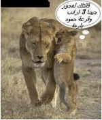 4OFWq.webp
