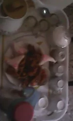 IMG0752A.webp