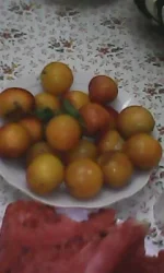 IMG0855A.webp