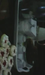 IMG0859A.webp