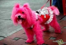 funny-pinky-dog.webp funny-pinky-dog.webp