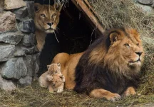 lion et lionne_n.webp