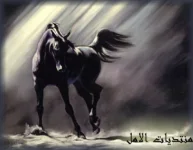 alamalnet50bk4.webp