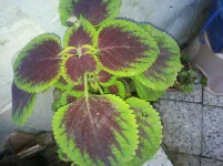 20141219_105811.webp