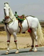 11136765_356068881256318_8236164574473637792_nتت.webp