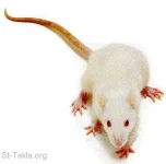 www-St-Takla-org--Rat.webp