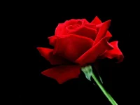 Flowers025.webp