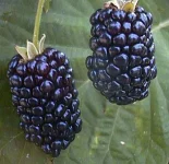 التوت الأسود.webp