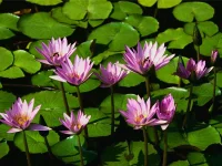 Water lilies.webp