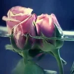 images-1107.webp
