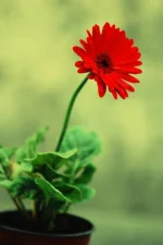 images-600.webp