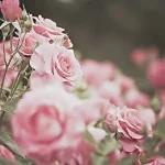 images-1029.webp