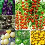 images (2).webp