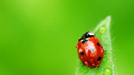 ladybug_leaf_drops_insect_29627_1920x1080.webp