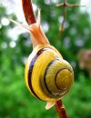 461px-Snail-WA_edit02.jpg