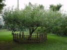 800px-Newton's_apple_tree_in_the_Botanical_Gardens,_the_University_of_Tokyo.jpg