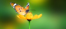 flower-and-butterfly.jpg