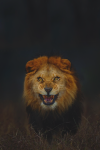 animal-lion.png