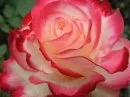 fleurs1.webp