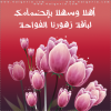 عبارة-09.png