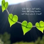 3-186.webp