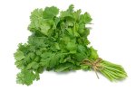 Coriander20.jpg