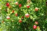 14271559-pomegranate-bush-Stock-Photo.jpg
