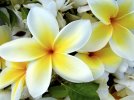 4207254-white-yellow-flowers-normal.jpg