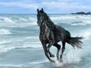 running_horse_by_mmark.jpg