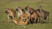 lions-and-hyenas-1.jpg