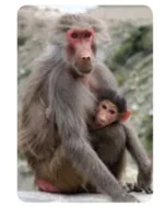 حضانه.webp حضانه.webp