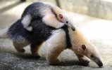 anteater_1595903i.jpg