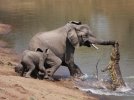 elephant-vs-alligator-fight-1_28154_600x450-500x375.jpg