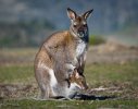 kangaroo-2.jpg