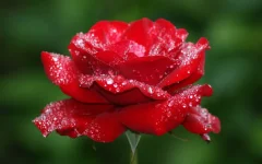thumb-1920-111312.webp