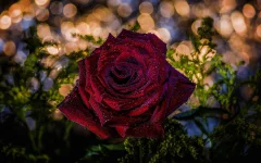 thumb-1920-697670.webp