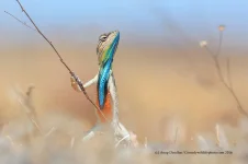 comedy-wildlife-photography-awards-2016-3-57f103a1767e2__880.webp comedy-wildlife-photography-awards-2016-3-57f103a1767e2__880.webp
