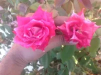 FB_IMG_1510735706911.webp