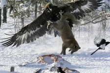 480_eagle-vs-fox.webp