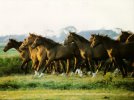 Horses_06800.jpg