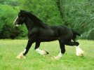 Horses_05800.jpg