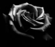 blackrose.webp
