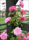 scented_garden_roses_470_352x470.jpg