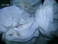 rose5.webp