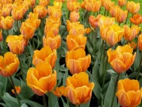 morozov-tulip7.webp