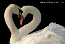 0010.webp