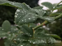 IMG_0733.webp