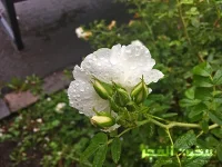 IMG_0842.webp IMG_0842.webp