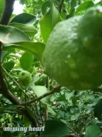 1539953279441.webp